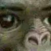 Mario Marchant  - @salchicha1234567 - TikTok