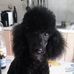 Mario Musilli - Facebook