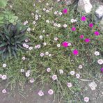 Mario Guillen Olascoaga - Facebook