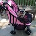 Mario Lanza Dog Park - Facebook