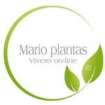 𝐌𝐚𝐫𝐢𝐨 𝐩𝐥𝐚𝐧𝐭𝐚𝐬 - @mario_plantas - Instagram