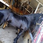Mario Pompa - @pompa7951 - Instagram