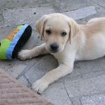 Mario Pucci - @puccirio - Instagram