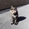 marioforesto - @marioforesto - TikTok