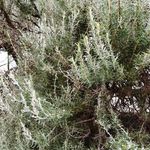 Mario Ruffolo - @mario.ruffolo.75 - Instagram
