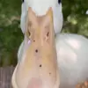 mariotedeschi166 - @mariotedeschi166 - TikTok