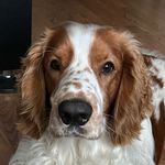 Mario🫶 - @mario.the.welsh - Instagram
