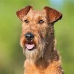 Airedale Terrier - @mario.m.willard - Instagram
