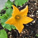 Marion Barth - @happy_garden_happy_bees - Instagram