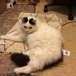 Marion Bates - @catsnchristmas - Instagram