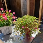 Marion Van Den Berg - Facebook