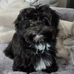 Marion Brand - @msilberlocke.nala - Instagram