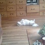 Marion van den Brink-Streng - @vandenbrinkstreng - Instagram