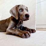 Marion Burger - @royalweim.raya - Instagram