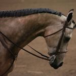 Marion County Horse Fair - @mchorsefair - Instagram
