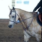 Marion County Horse Fair - @marioncountyhorsefair - Instagram