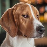 Marion Ferguson - @whenlifegivesyouleonards - Instagram