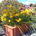 Marion Fitzpatrick - Facebook