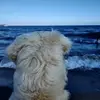 Marie Fourcade - @marie.fourcade5 - TikTok
