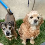 Marion Gould - @star_the_cockerspaniel - Instagram