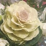 Marion Hardy - @j_aime_les_fleurs - Instagram