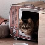 Marion Hermann - @herman_and_her_cat_ - Instagram