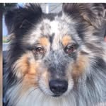 Marion Hermann - @sheltiebande - Instagram