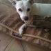 Marion Hodges Petsitter/Dogwalker - Facebook