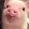 marionhoffmann830 - @marionhoffmann830 - TikTok