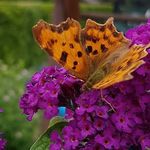 Marion Kern - @marike61 - Instagram