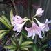 Marion Knox - Facebook