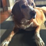 Marion Manning - @bpspcapb - Instagram