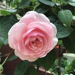 Marian McCann - @marian.mccann.395 - Instagram