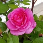 marion north - @north.marion - Instagram