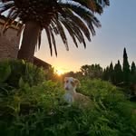 Marion vd Horn vd Bos vd Plas - @marionpalmademallorca - Instagram