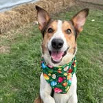 Marion County Dog Pound Ohio - @marionohiodogpound - Instagram