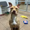 poundpupsmarion - @poundpupsmarion - TikTok