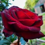 Marion Singer - @marionsinger60 - Instagram