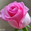Marion Small - @marion.small4 - TikTok