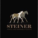 Marion Steiner - @steiner.pintoundwarmblutzucht - Instagram