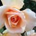 Marion Wesley - Facebook