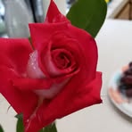 Marion Whitney - Facebook