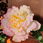 Marion Williamson - @marion.williamson.73 - Instagram