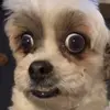 Marisol Calvillo530 - @marisolcalvillo53 - TikTok