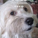 Marisol Corrales - @marisol.corrales50 - Instagram