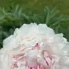 Marisol Leonardo - @marisolleonardo209 - TikTok