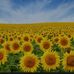 Tourne Sol - Facebook