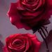 Marisol Toro - Facebook