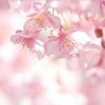 Marissa Cherry - @littlecherryblossoms3 - Instagram