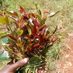 Denis Murisi - Facebook